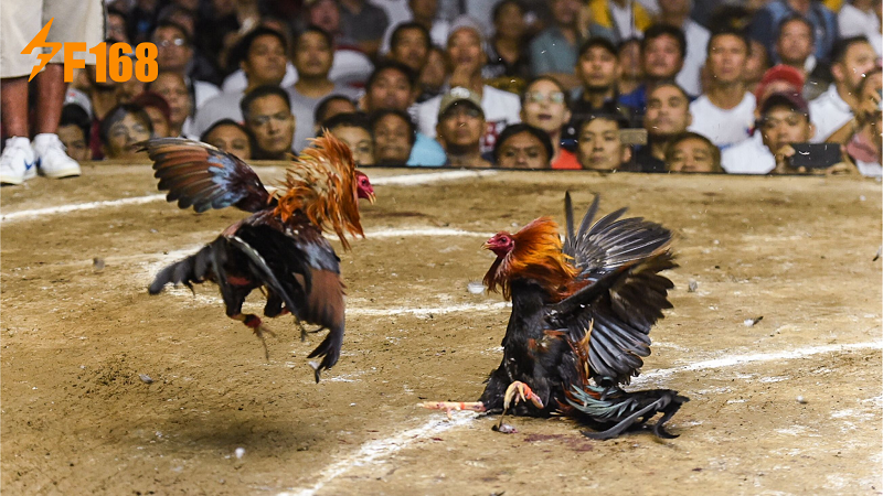 สนามไก่ชนและกติกาการแข่งขัน
