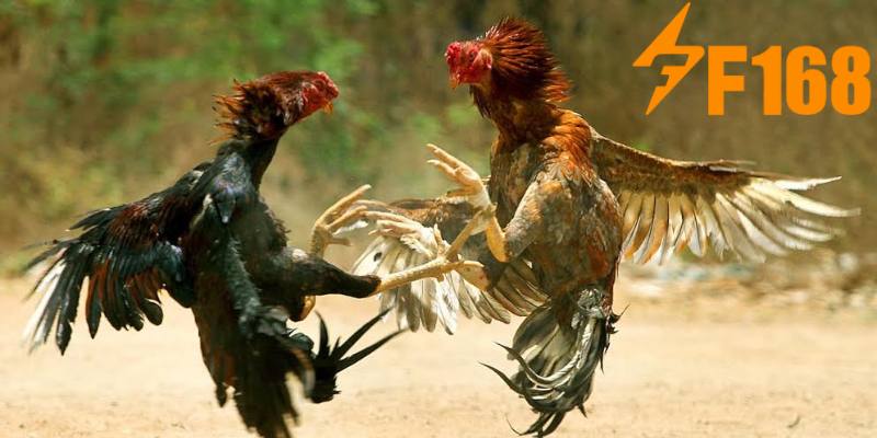 ไก่ชน F168